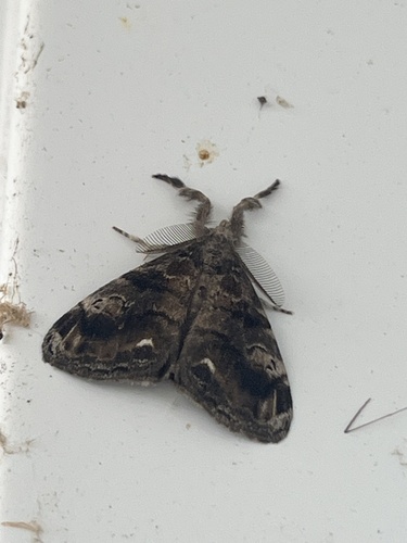 Definite Tussock Moth