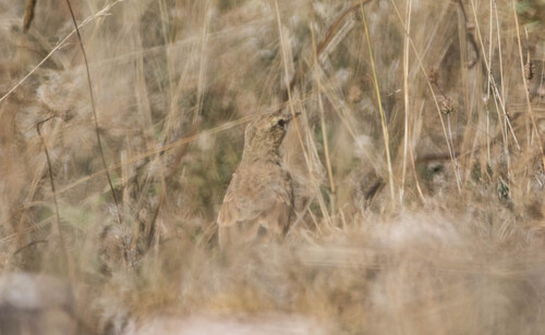 Tawny Pipit