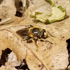 Teuchocnemis lituratus