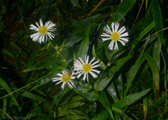 Leptostelma maximum