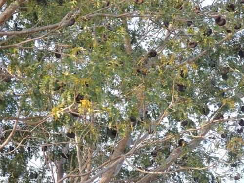 Enterolobium timbouva, photograph 2