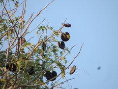 Enterolobium timbouva