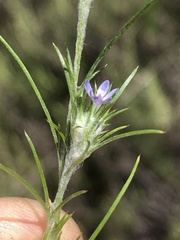 Eriastrum filifolium