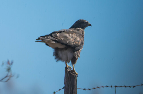 Common Buzzard