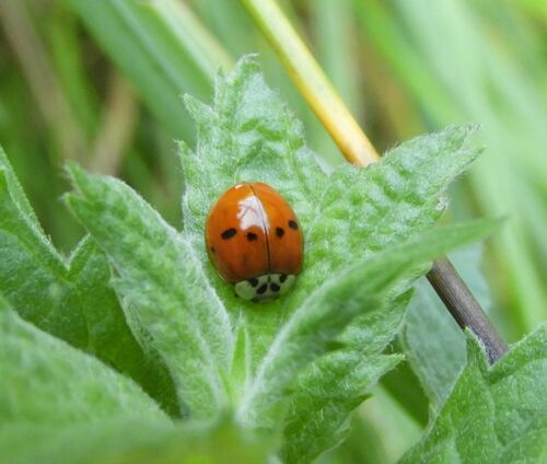 Asian Lady Beetle