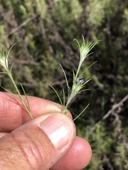 Eriastrum filifolium