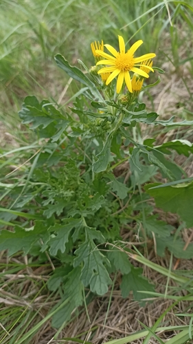 ragwort