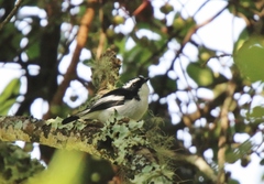 Ficedula westermanni