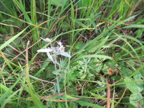 Leontopodium leontopodioides, photograph 3