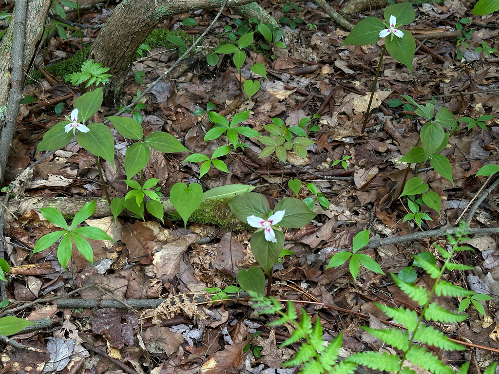 painted trillium