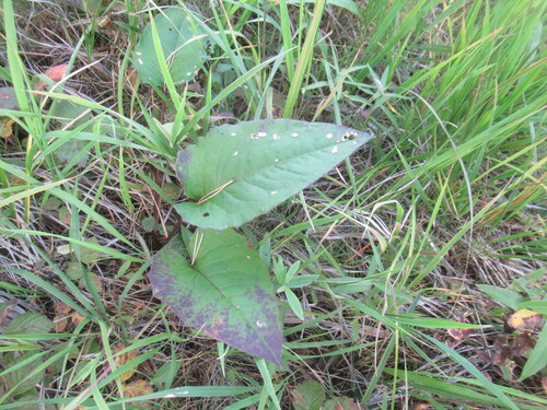 Saussurea controversa, photograph 3