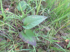 Saussurea controversa, photograph author not stated, no rights reserved