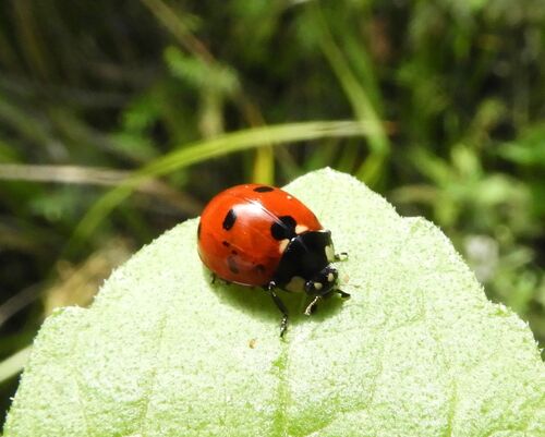 Seven-spotted Lady Beetle
