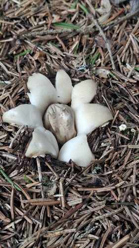 Sessile Earthstar