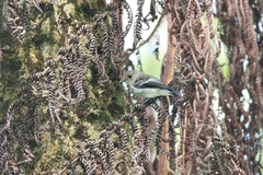 Ficedula westermanni