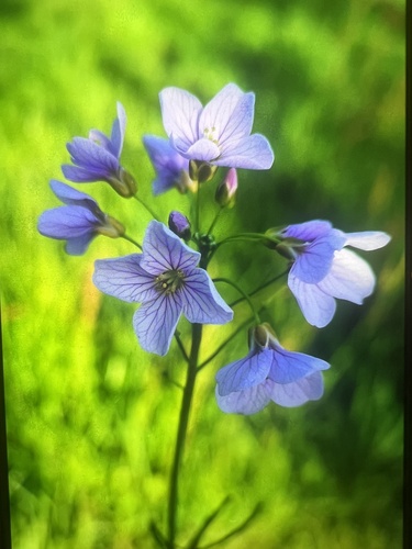 Cardamine pratensis observed 2026-08-29