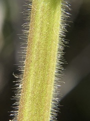 Stachys stebbinsii
