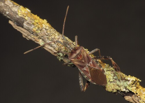 Western Conifer Seed Bug