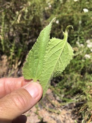 Stachys stebbinsii