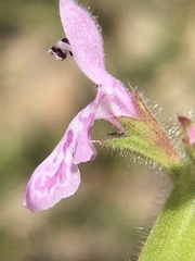 Stachys stebbinsii