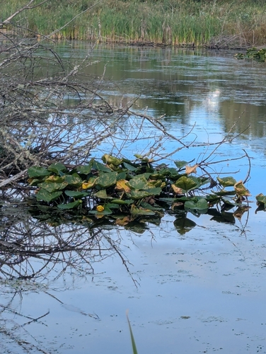 Nuphar polysepala, photograph 5