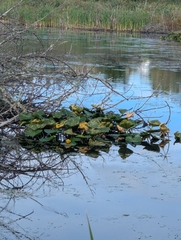 Nuphar polysepala, photograph (c) John Brew, some rights reserved (CC BY)