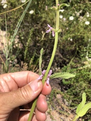 Stachys stebbinsii