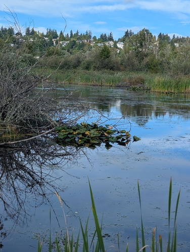 Nuphar polysepala, photograph 6