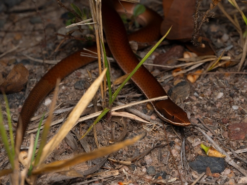 Burton's Legless Lizard