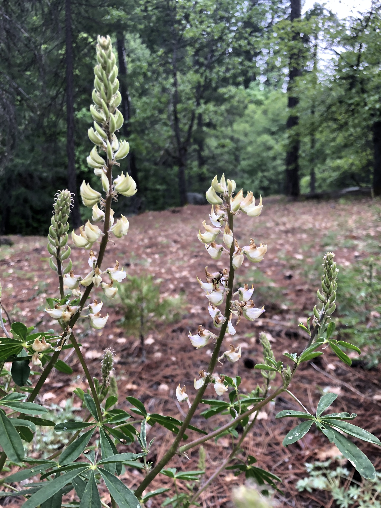 Lupinus albicaulis var. shastensis