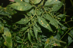 Capsicum recurvatum