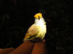 Tunchiornis ochraceiceps