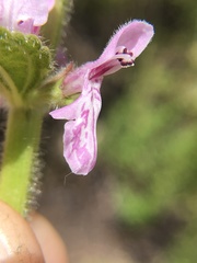 Stachys stebbinsii