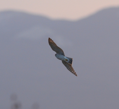 Eurasian Sparrowhawk