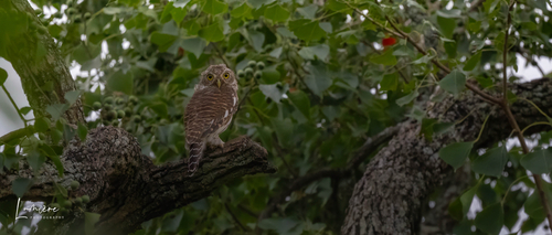 Asian Barred Owlet