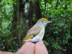 Tunchiornis ochraceiceps