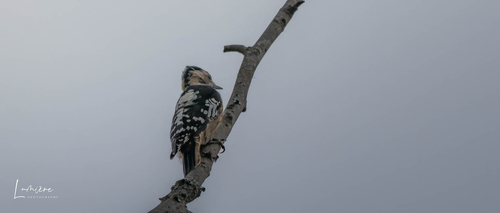 Gray-capped Pygmy Woodpecker