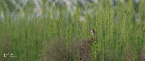 Brown Shrike