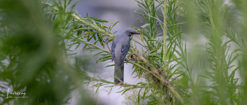Black-winged Cuckooshrike