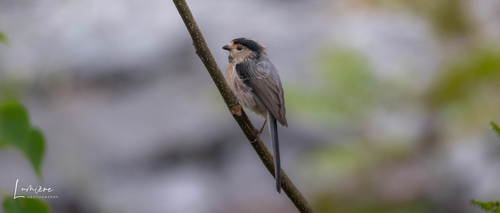 Silver-throated Tit