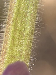 Stachys stebbinsii