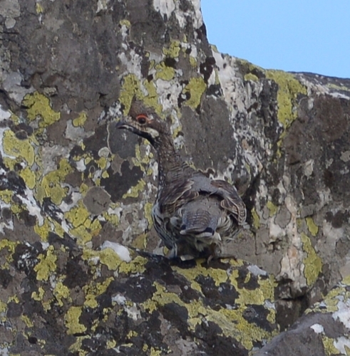 Hazel Grouse