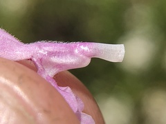 Stachys stebbinsii