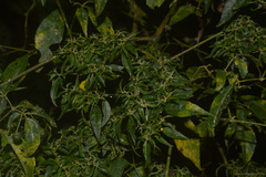 Capsicum recurvatum