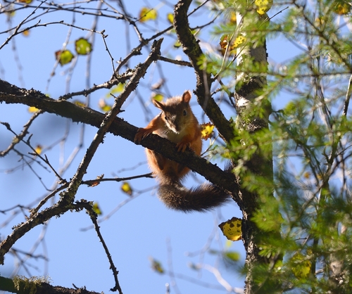 Eurasian Red Squirrel