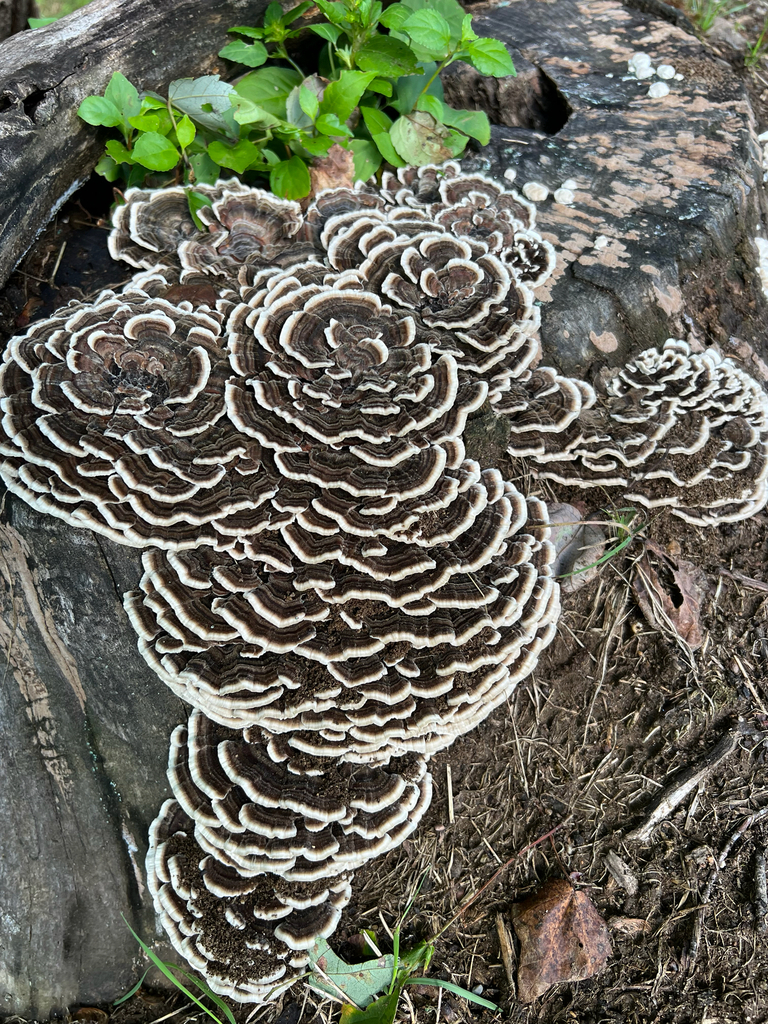 turkey-tail · September 2026 · photo: Photo: (c) Deana Tempest Thomas, some rights reserved (CC BY) · iNaturalist