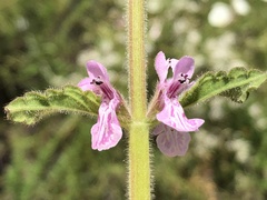 Stachys stebbinsii
