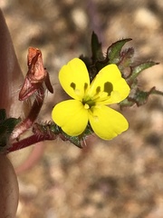 Camissoniopsis hirtella