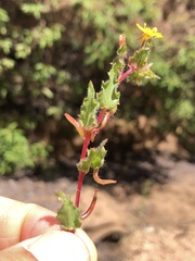 Camissoniopsis hirtella