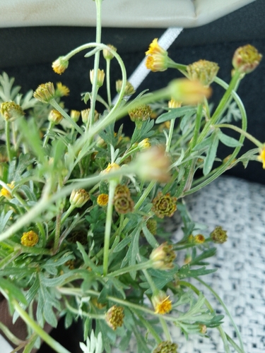 Chrysanthellum indicum